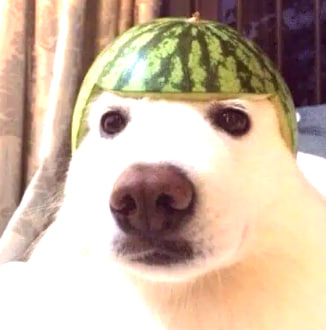 Melon Doge
